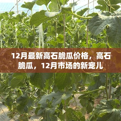 12月高石脆瓜價(jià)格與市場(chǎng)熱度揭秘,新寵兒的魅力所在