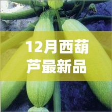 12月西葫蘆新品全面解析，特性、使用體驗與目標用戶分析