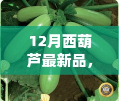 12月西葫蘆新品全面解析,特性、使用體驗與目標用戶分析