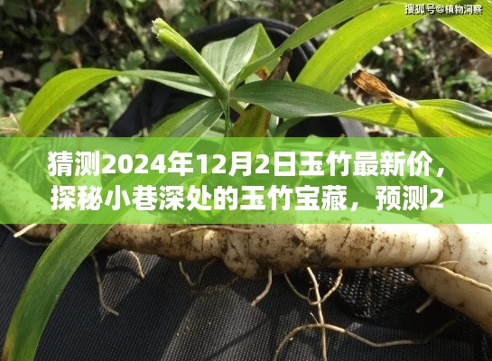 探秘小巷深處的玉竹寶藏，預測2024年12月最新行情與玉竹價格展望