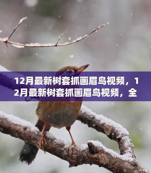 最新樹套抓畫眉鳥視頻,全面評測與介紹指南