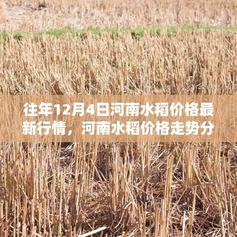 往年12月4日河南水稻市場行情及價格走勢深度分析