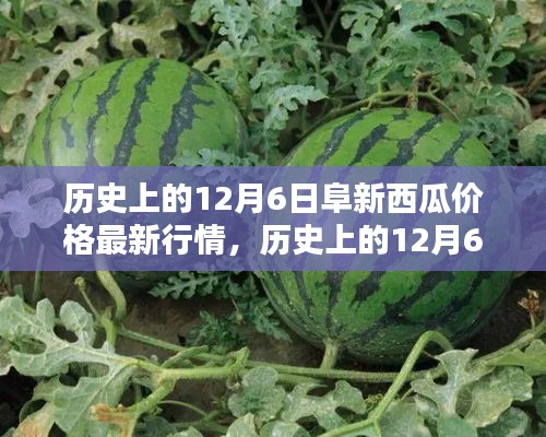 歷史上的阜新西瓜價格深度解析，最新行情回顧與深度解析（12月6日）