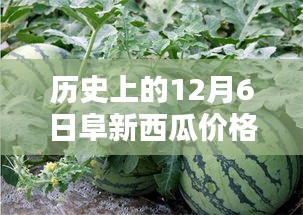 歷史上的阜新西瓜價(jià)格深度解析,最新行情回顧與深度解析(12月6日)
