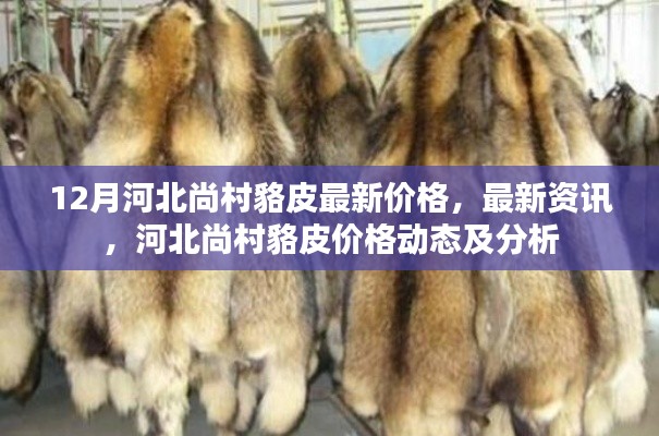河北尚村貉皮最新價格動態及分析,12月最新資訊與價格分析
