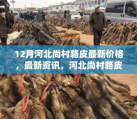 河北尚村貉皮最新價格動態及分析,12月最新資訊與價格分析