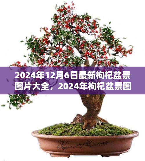 時代背景下的藝術瑰寶,最新枸杞盆景圖片大全 2024年精選