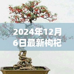 時代背景下的藝術瑰寶,最新枸杞盆景圖片大全 2024年精選
