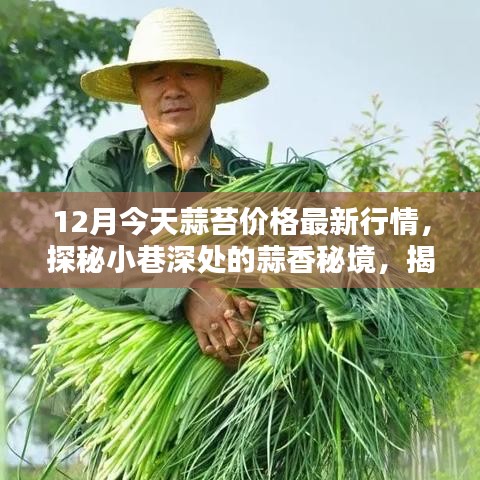 蒜苔最新行情揭秘,小巷深處的風味小店探秘