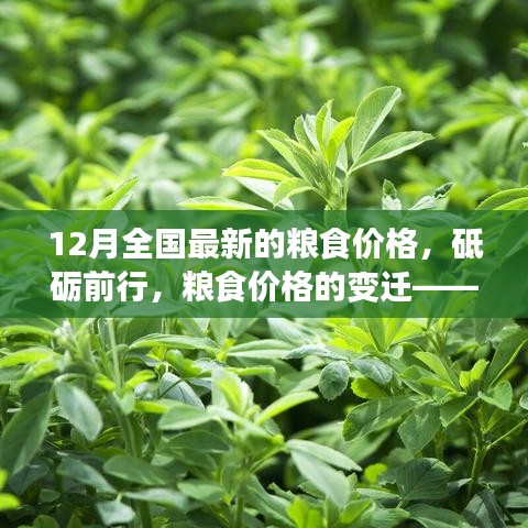 砥礪前行見證變遷,12月全國最新糧食價格及其背后的勵志故事。