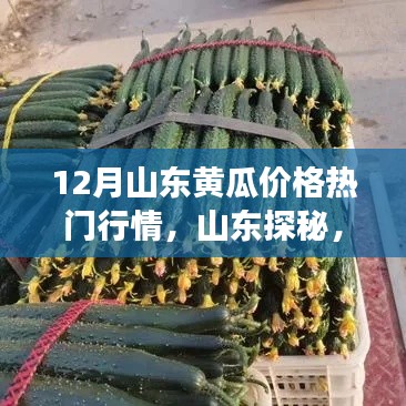 揭秘山東黃瓜行情,探尋心靈寧靜之旅的熱門黃瓜價格解析