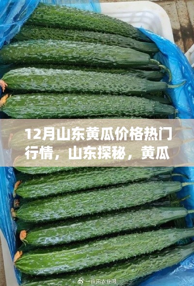 揭秘山東黃瓜行情，探尋心靈寧靜之旅的熱門黃瓜價格解析