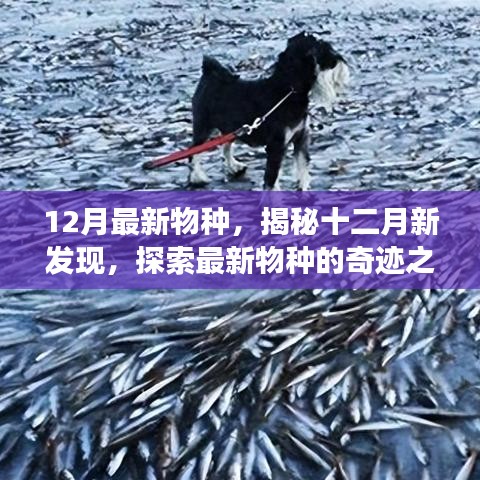 揭秘十二月新物種,探索最新發(fā)現(xiàn)的奇跡之旅