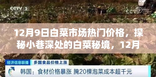 探秘白菜秘境，揭秘白菜市場獨家熱門價格，白菜市場最新行情報道（12月9日）