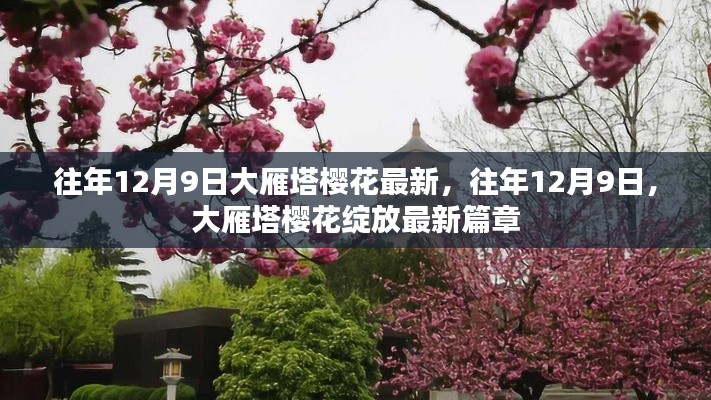 大雁塔櫻花綻放盛景,歷年12月9日的最新篇章