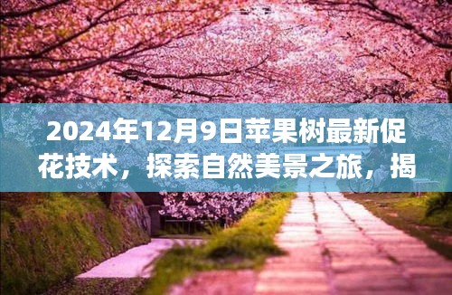 揭秘蘋果樹促花新技巧,探索自然美景之旅與內心的寧靜平和之道(最新技術分享)