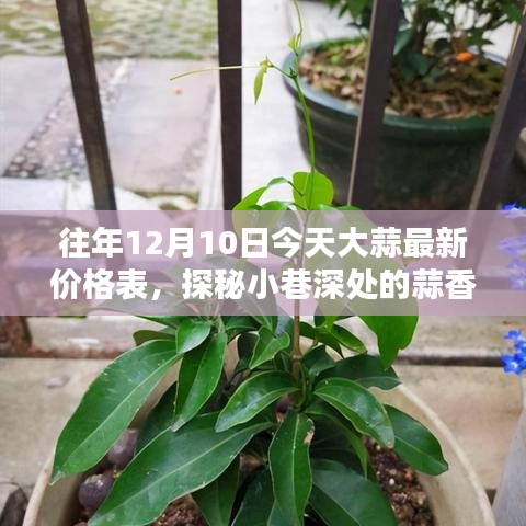 探秘小巷深處的蒜香寶藏,最新大蒜價格表揭秘(日期標注為往年12月10日)