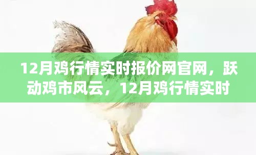 躍動雞市風云,12月雞行情實時報價網官網引領成功之路,行情盡在掌握