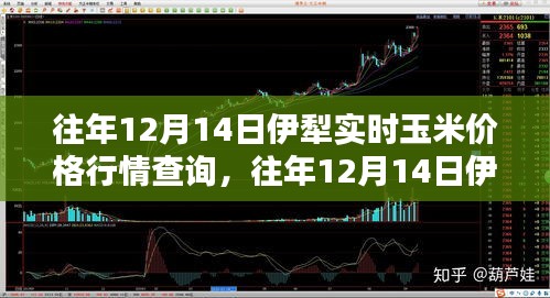 往年12月14日伊犁玉米實時價格行情概覽與查詢