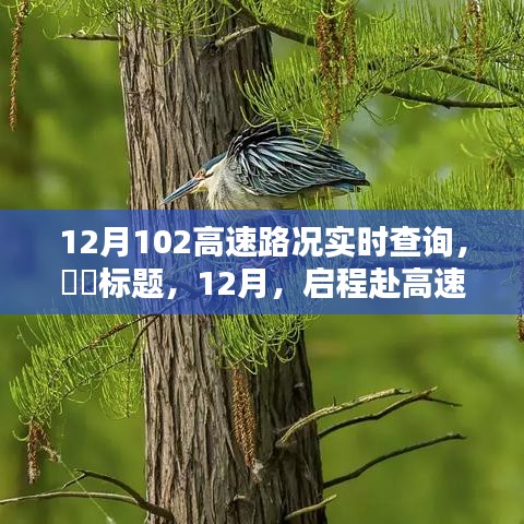 12月啟程赴高速美景,實時路況查詢,探尋自然秘境,尋找內心寧靜與平和之路