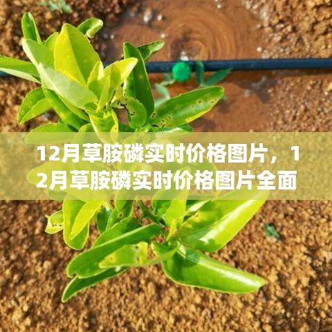 12月草胺磷實(shí)時(shí)價(jià)格圖片詳解與全面評(píng)測(cè)