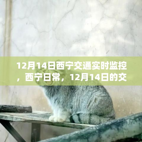 12月14日西寧交通實時觀察,日常奇遇與暖心陪伴的時刻