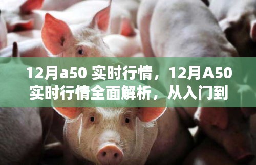 12月A50實時行情解析與交易指南,入門到進階的全面指導