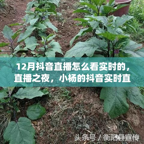 12月抖音直播實時觀看指南,小楊的暖心直播之旅與陪伴時刻