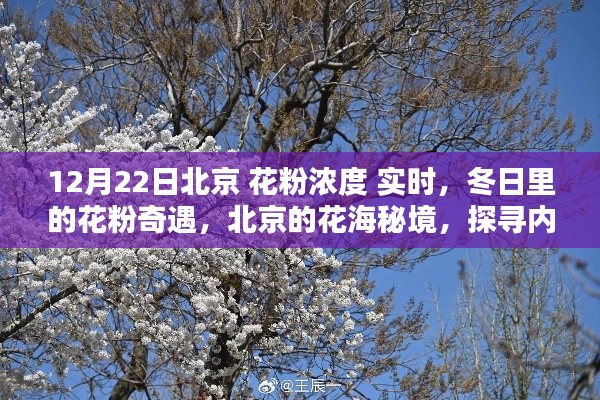 冬日北京花粉濃度實時探秘,探尋花海秘境中的內心寧靜與和諧