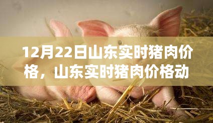 山東豬肉價格動態(tài),聚焦12月22日市場走勢分析