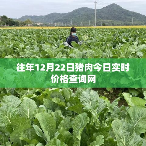 最新豬肉實時價格查詢網(wǎng),今日更新
