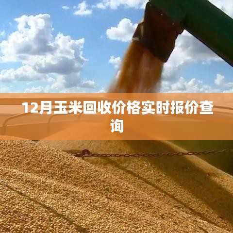 玉米回收價格實時更新，最新報價查詢