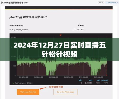 五針松針直播視頻,實時觀賞與解析