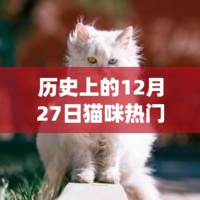 貓咪名字史上的熱門時刻,探尋貓咪名字變遷的歷程