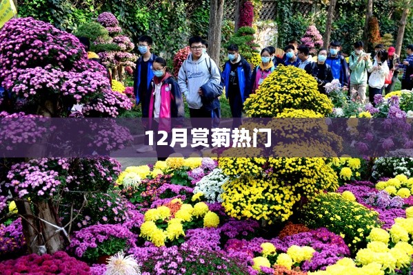 十二月賞菊盛宴開啟