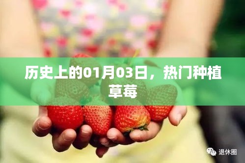 草莓種植歷史中的這一天,熱門草莓種植日紀念