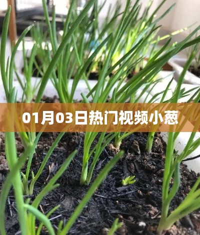 熱門(mén)視頻小蔥,最新流行趨勢(shì)一網(wǎng)打盡!
