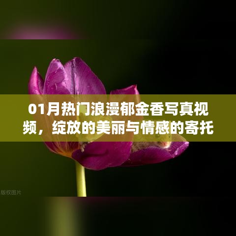 熱門郁金香寫真視頻,綻放美麗與情感寄托