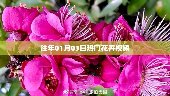 精選花卉視頻,歷年一月三日熱門盤點