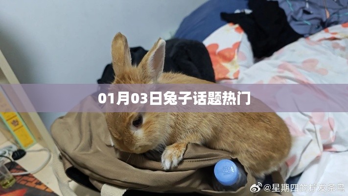 兔子話題熱議,聚焦最新動態