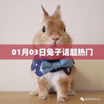兔子話題熱議,聚焦最新動(dòng)態(tài)