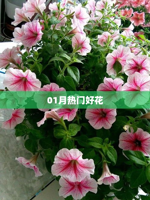 精選一月份熱門花卉推薦