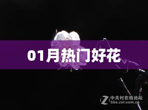 精選一月份熱門花卉推薦