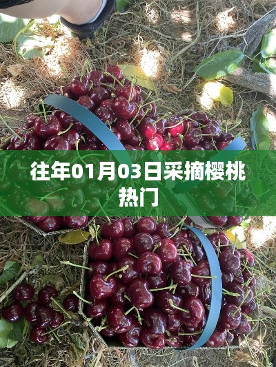 櫻桃采摘高峰,歷年一月初的盛況