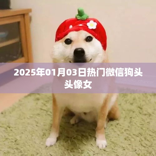 2025年熱門微信狗頭頭像女,時尚潮流之選