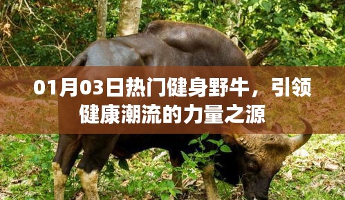 熱門(mén)健身野牛,引領(lǐng)健康潮流的力量之源