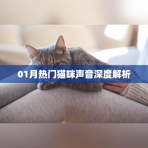 最新貓咪聲音解析,一月熱門喵聲探秘
