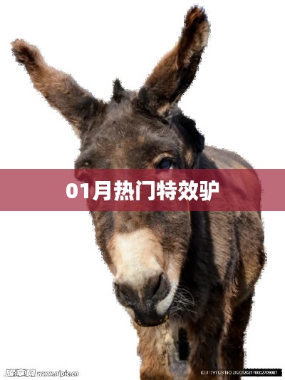 特效驢,揭秘一月熱門潮流元素!