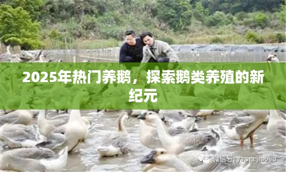 探索鵝類養(yǎng)殖新紀(jì)元，為何選擇養(yǎng)鵝成為熱門選擇？
