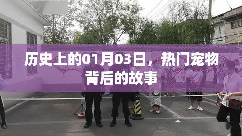 熱門寵物背后的故事,歷史上的1月3日揭秘
